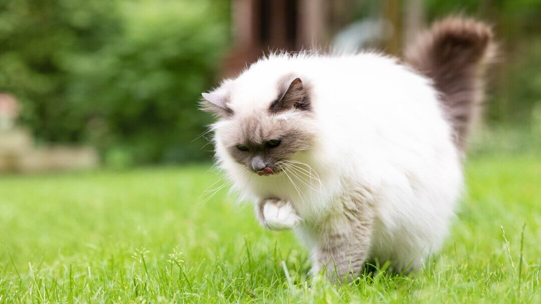 Chat avec boule de poils