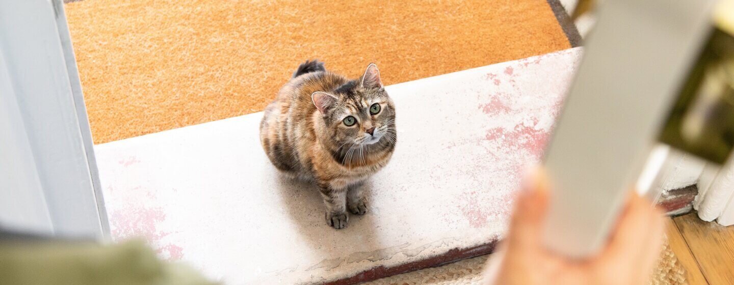 Chat brun foncé assis sur le pas de la porte