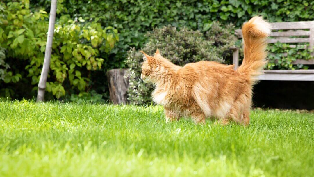 Chat roux moelleux dans le jardin
