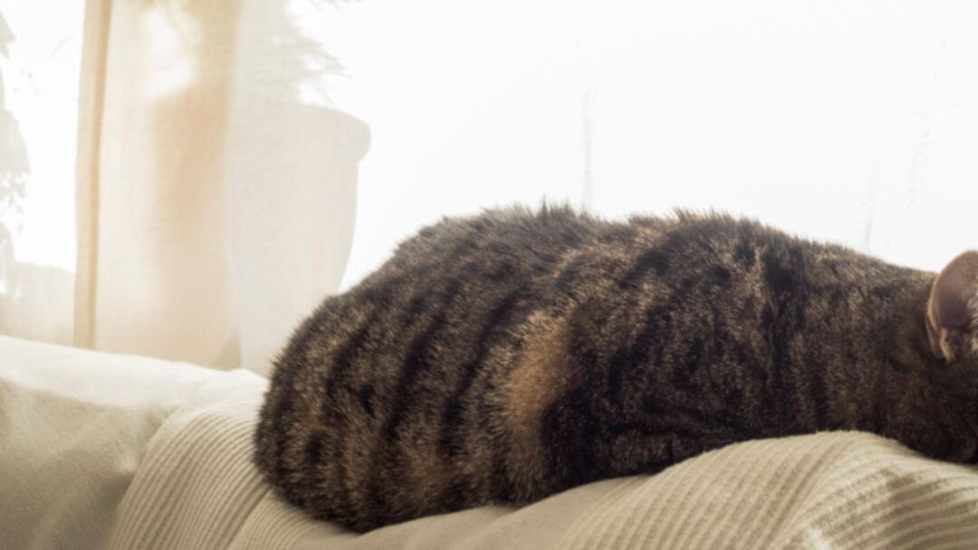 Chat plus âgé dormant sur un canapé