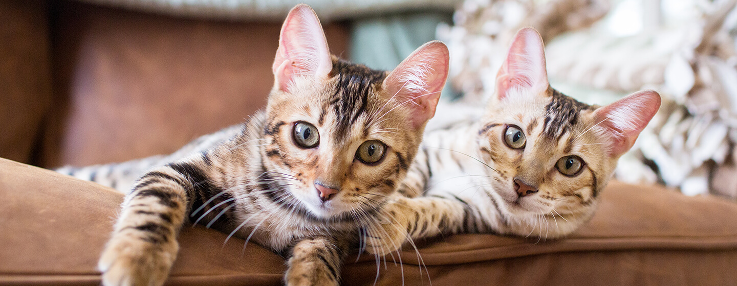 Twee katten die op een bank liggen