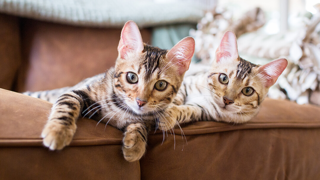 Twee katten die op een bank liggen