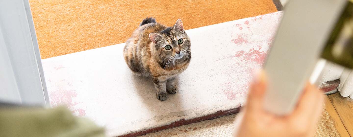 Chat assis sur le pas de la porte lorsque la porte s'ouvre