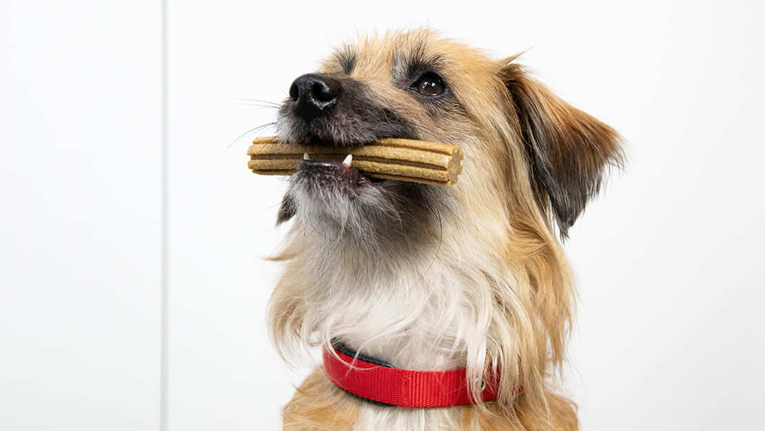 Page de liste des aliments à mâcher dentaires pour chiens
