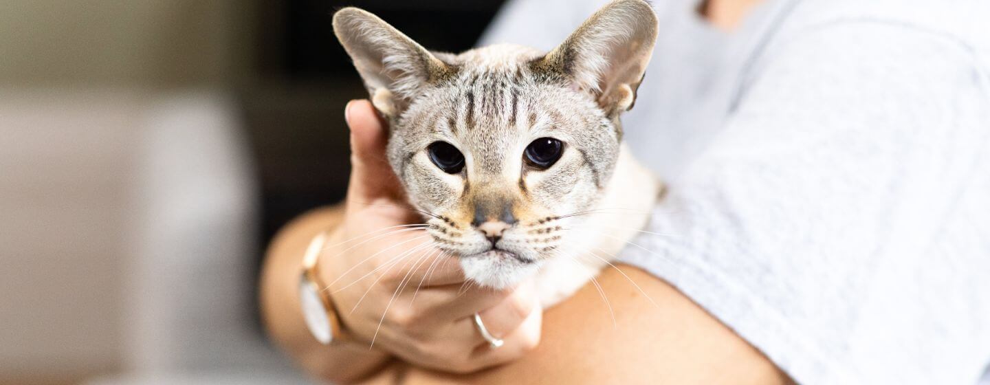 Chat à fourrure claire aux yeux sombres tenu dans les bras de son propriétaire.