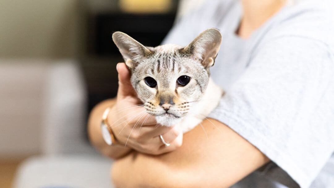 Chat à fourrure claire aux yeux sombres tenu dans les bras de son propriétaire.