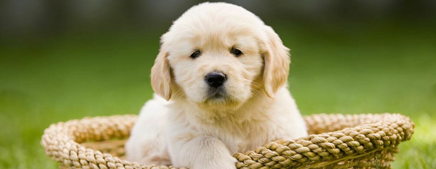 Gouden Retriever puppy zittend in een mand.