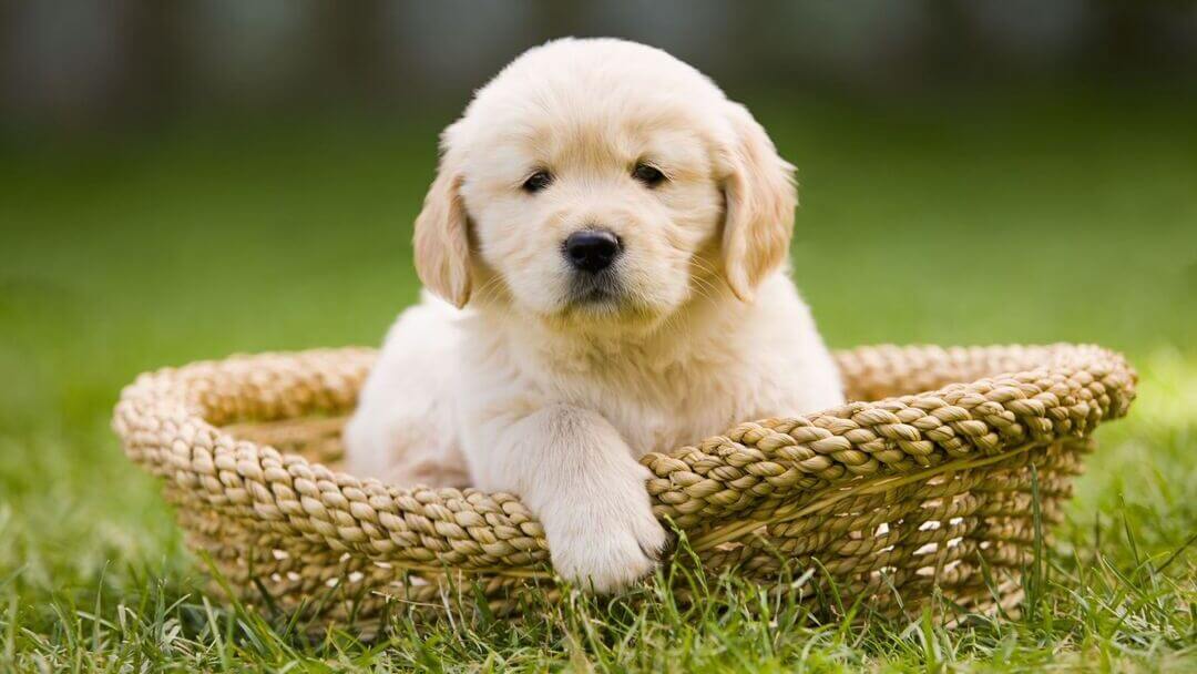 Gouden Retriever puppy zittend in een mand.