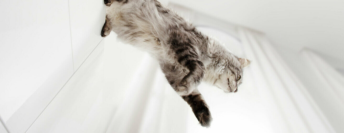 Chat gris sautant d'une armoire
