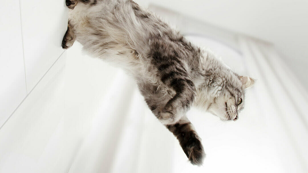 Chat gris sautant d'une armoire