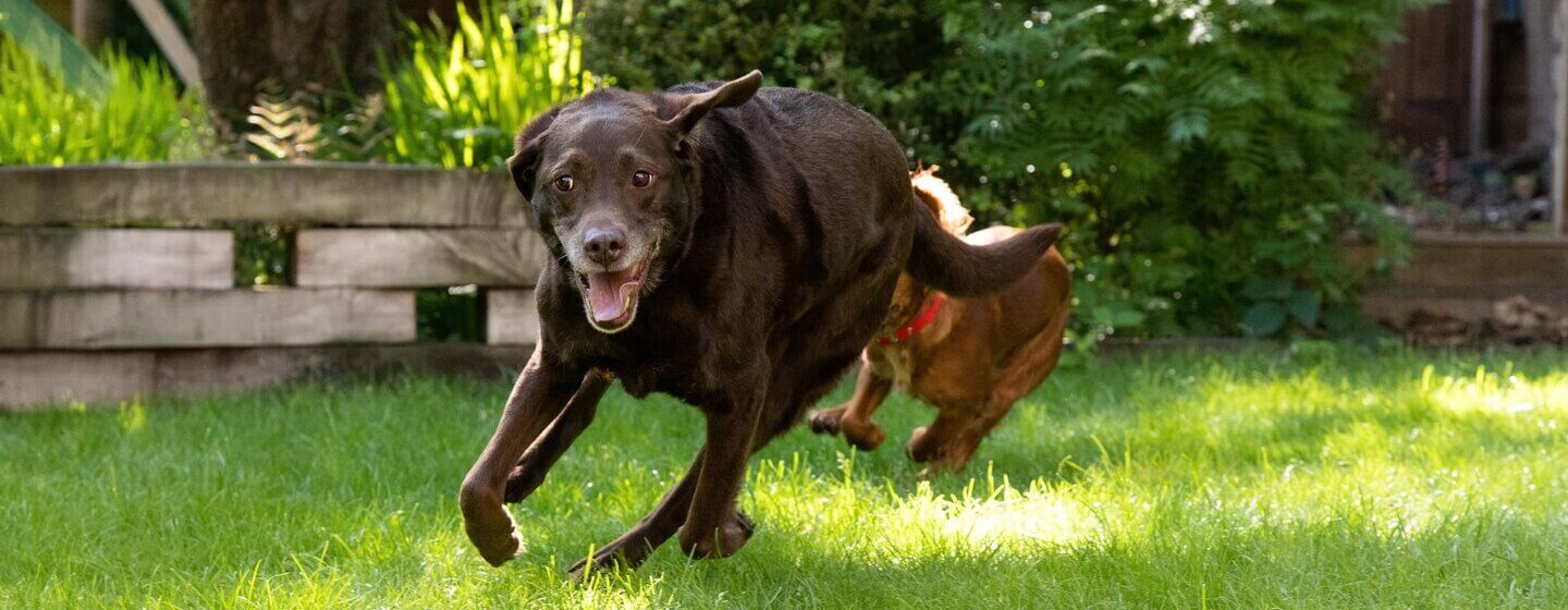 Chocolade Labrador die rond de tuin loopt.