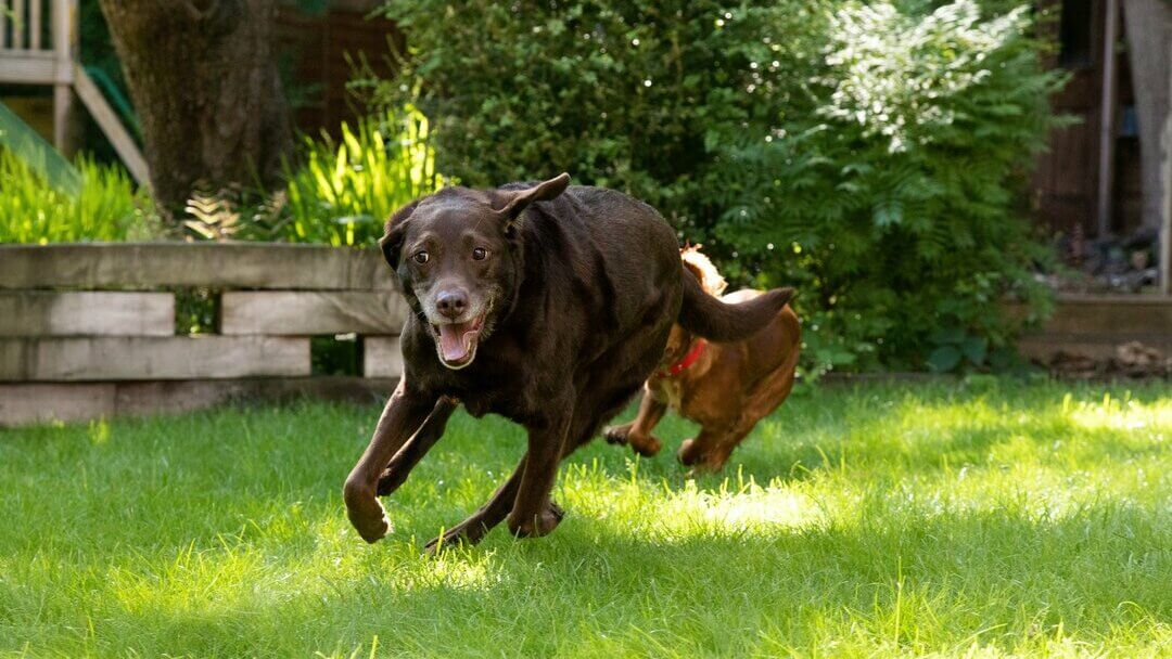 Chocolade Labrador die rond de tuin loopt.