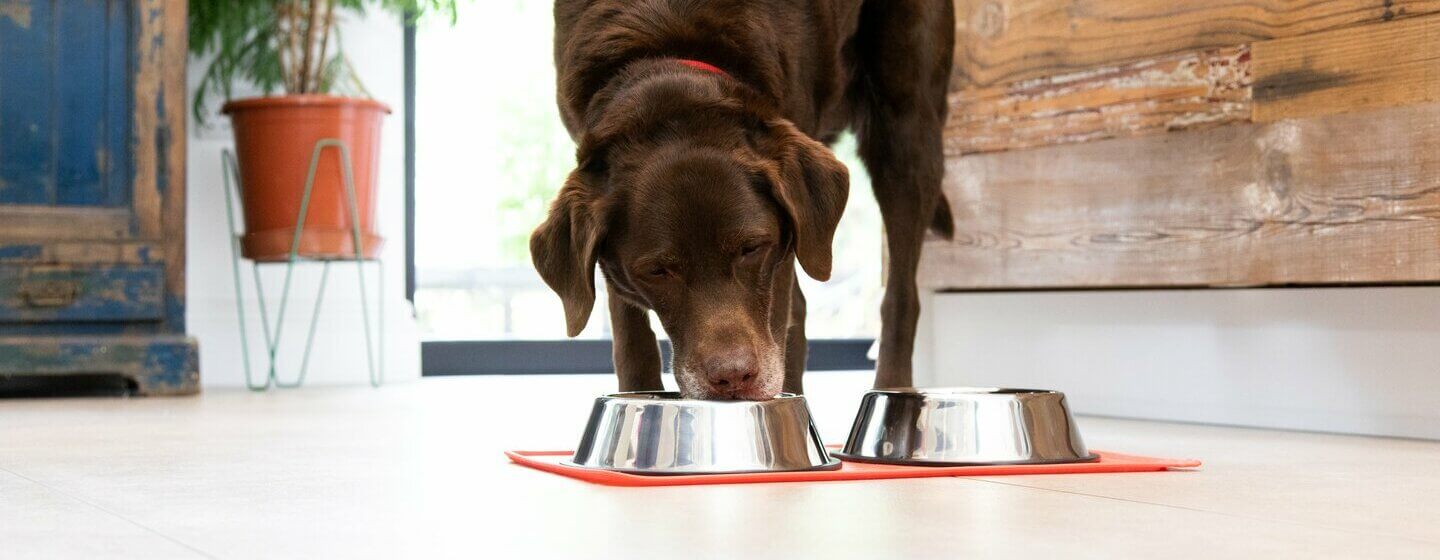 Bruine labrador eet uit een voerbak