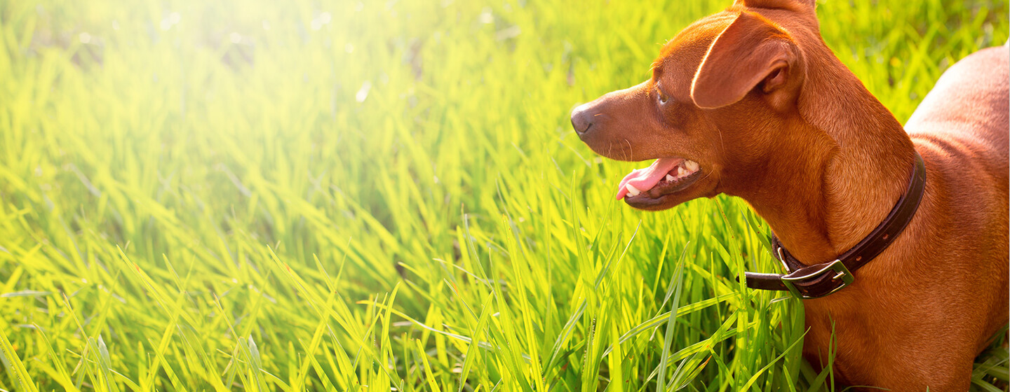 petit chien debout dans l'herbe