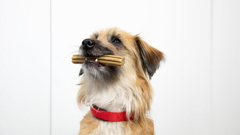 Bruine hond zit met een Dentalife stick in zijn mond