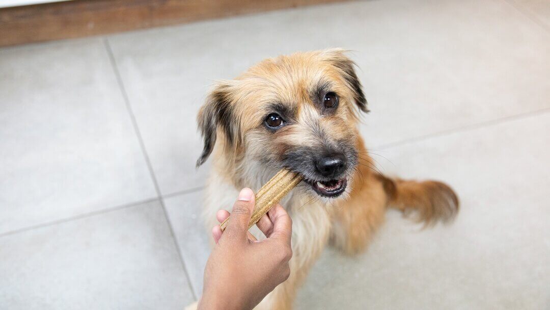 Chien brun à mâcher sur un bâton Dentalife