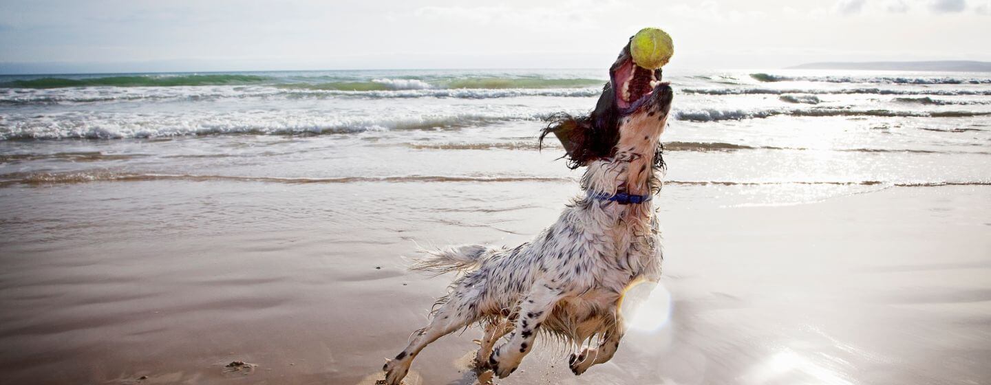 Un épagneul attrapant une balle de tennis sur la plage