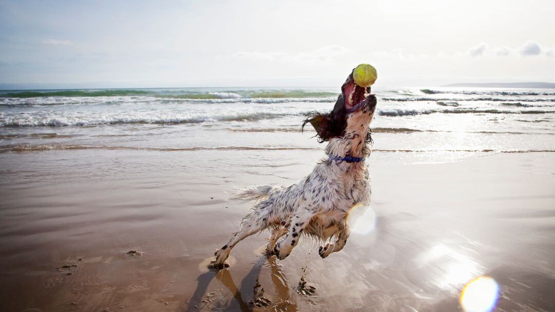 spaniel catching a tennis ball on the beach