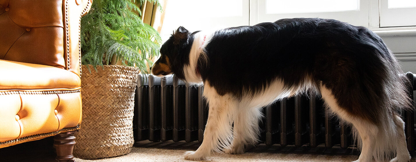 Hond snuiven plant in de woonkamer