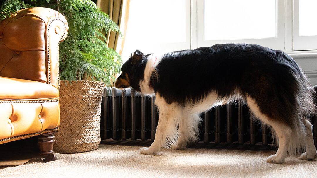 Hond snuiven plant in de woonkamer