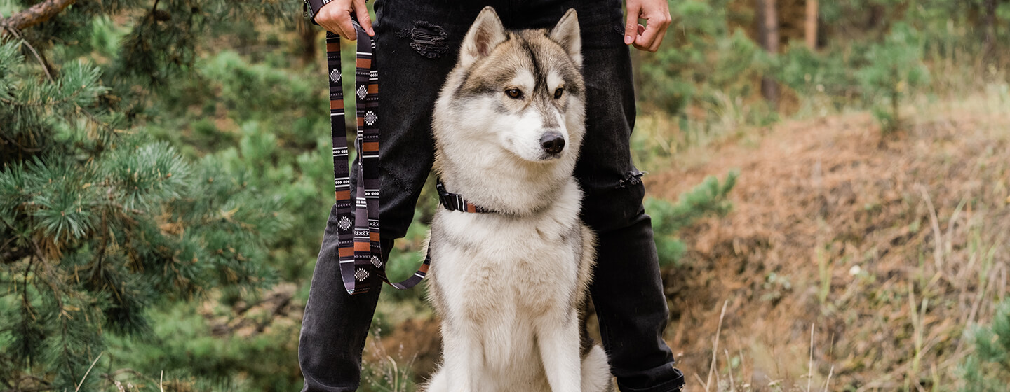 Hond die zich met eigenaar in bos bevindt