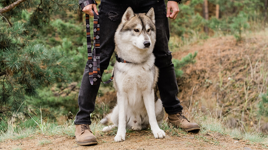 Hond die zich met eigenaar in bos bevindt