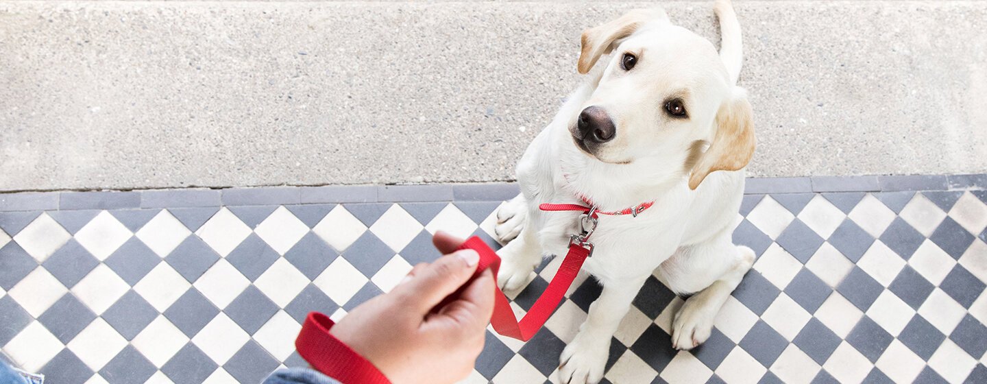 Hond zittend op de drempel met rode lijn