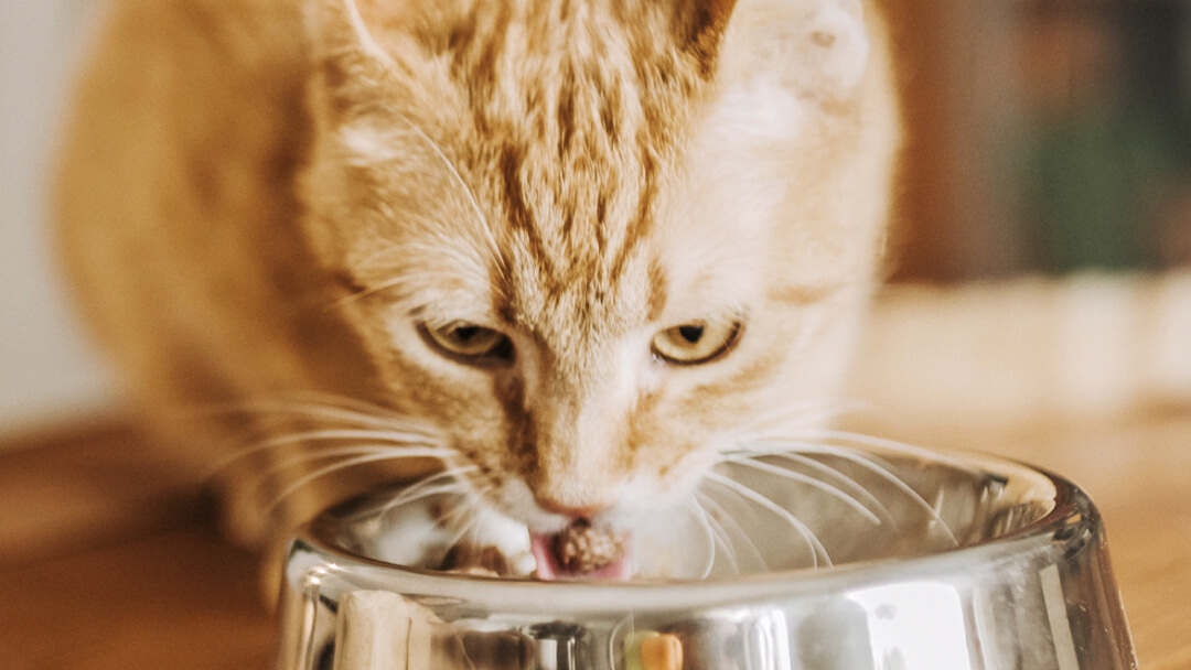 Meedogenloos Vast en zeker Bedelen Voeding van uw kat: wat te geven I Purina