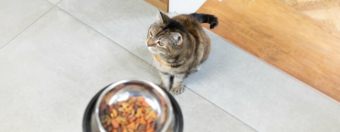 Chat d'intérieur avec de la nourriture dans un bol