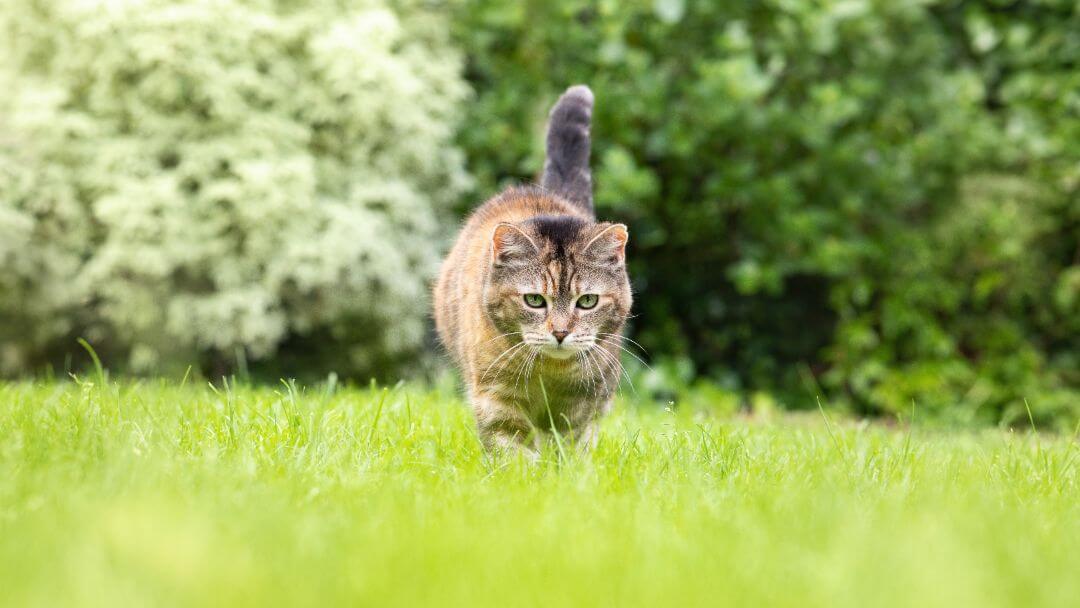 Chat rôdant dans l'herbe