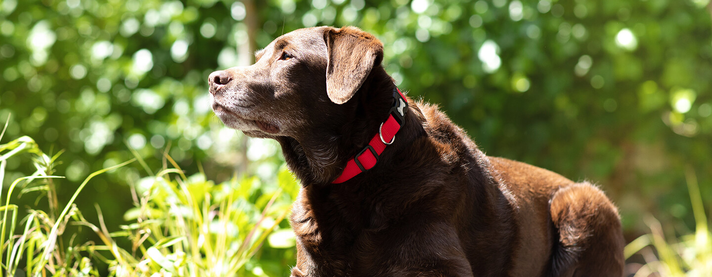 Bruine hond die in de zon legt