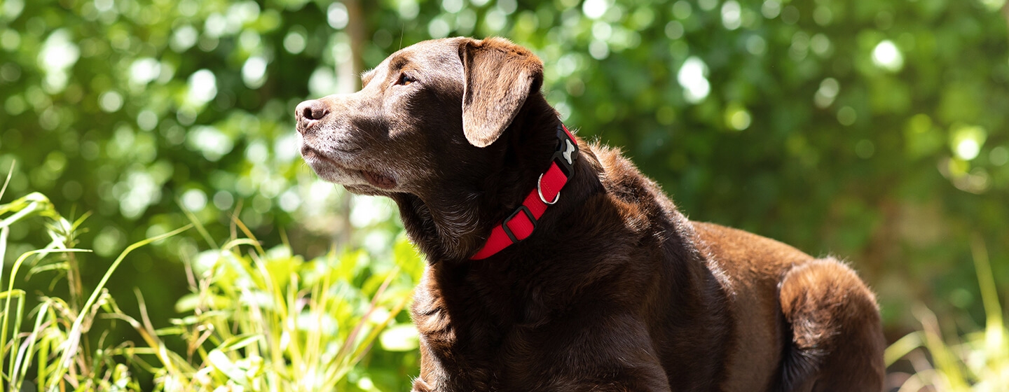 Chien brun couché au soleil