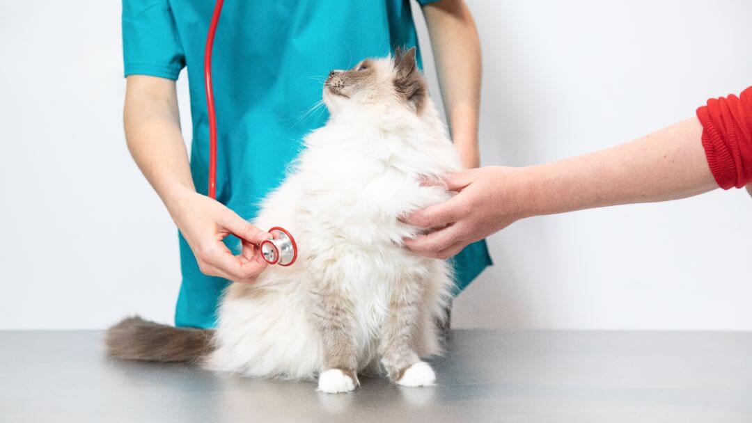 Pluizige kat wordt gecontroleerd door een dierenarts.