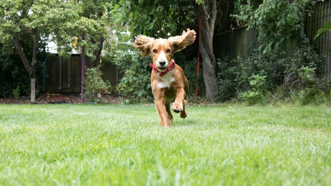 Chiot qui court dans le jardin