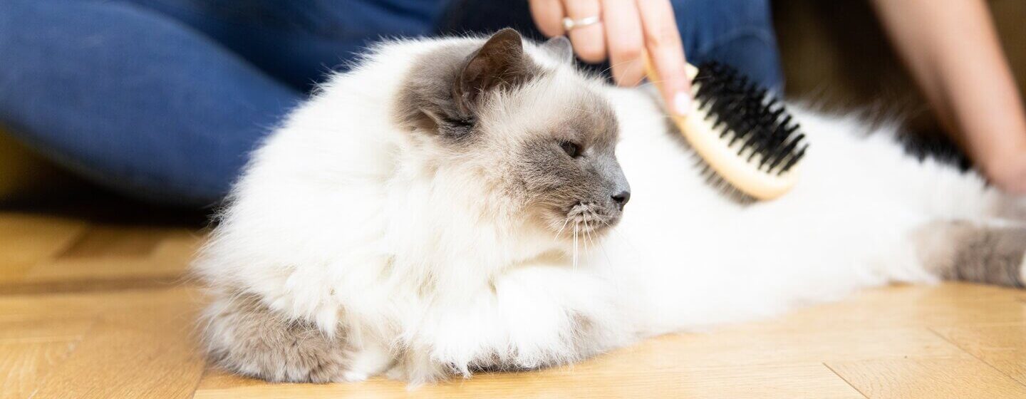 chat blanc brossé