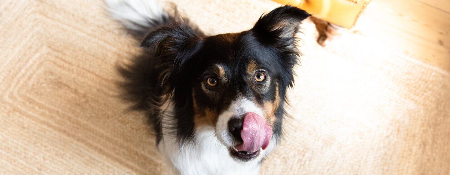 Zwart, bruin en wit hond likken lippen zittend op de vloer