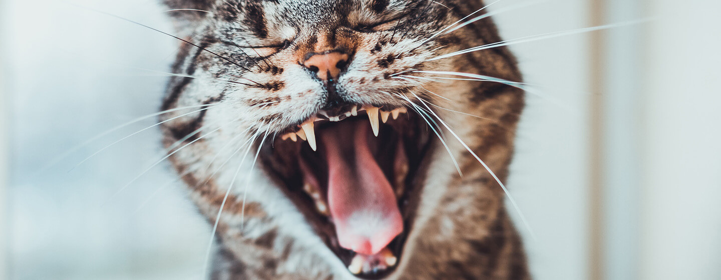 Dents de chat