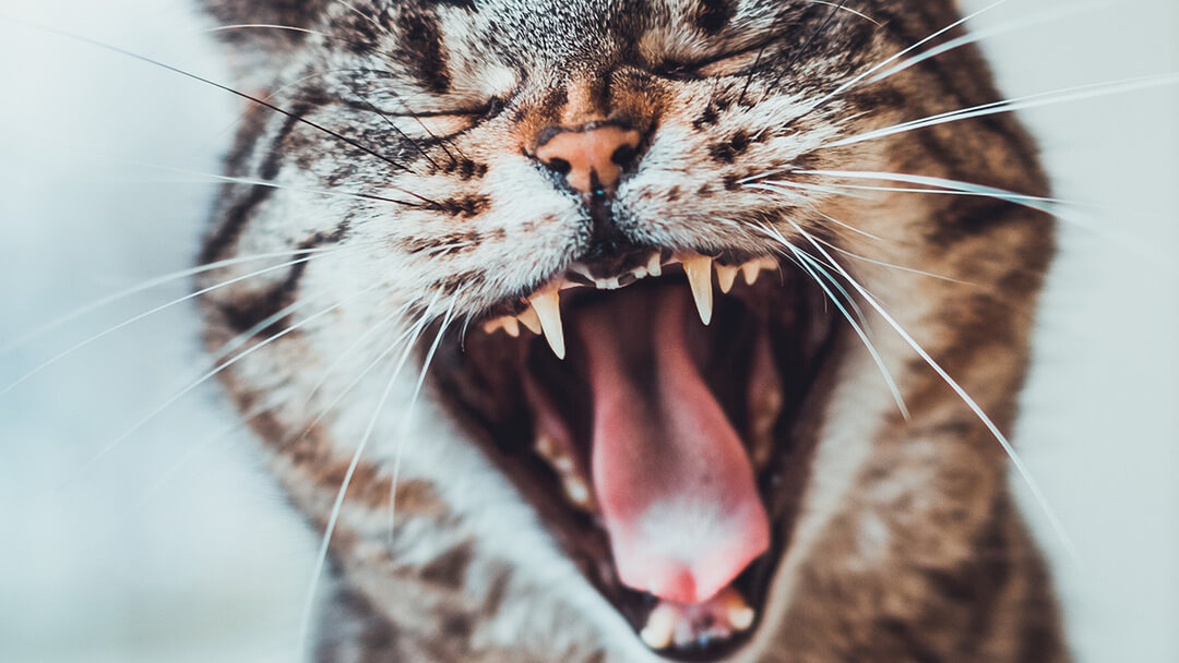 Dents de chat