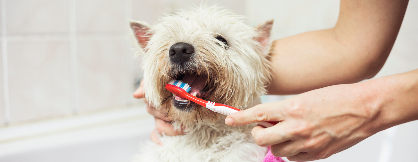 kleine witte hond die zijn tanden poetst