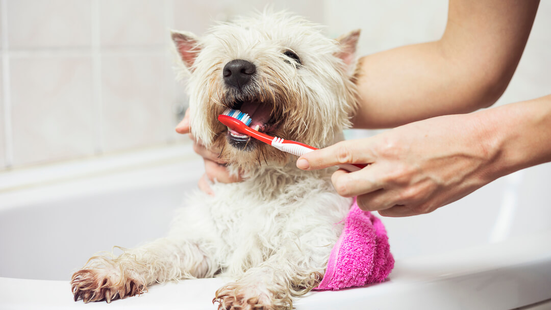 Kleine witte hond die zijn tanden poetst