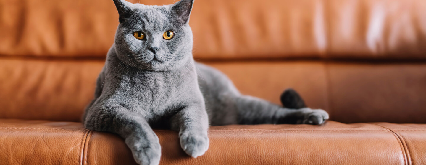 Chat gris assis sur un canapé en cuir
