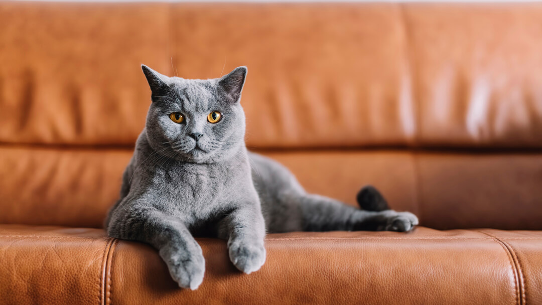 Chat gris assis sur un canapé en cuir