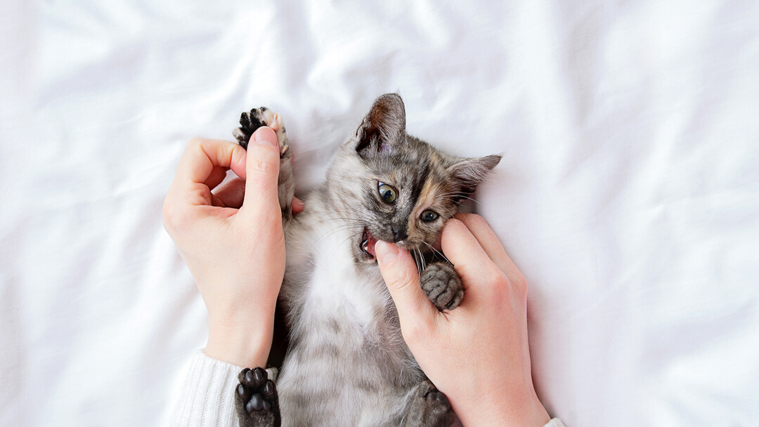 Klein grijs katje bijten de duim van de eigenaar.