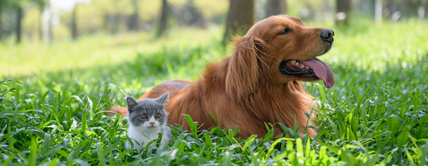 Petit chaton assis avec un chien dans l'herbe haute