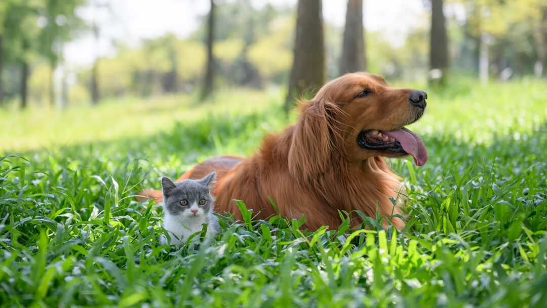 Petit chaton assis avec un chien dans l'herbe haute