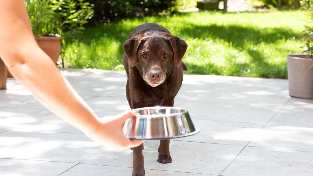 Oudere Labrador die een voerbak krijgt