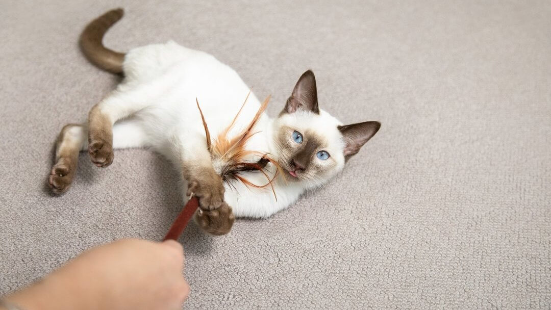 Chat aux yeux bleus jouant avec une baguette de plume sur le sol