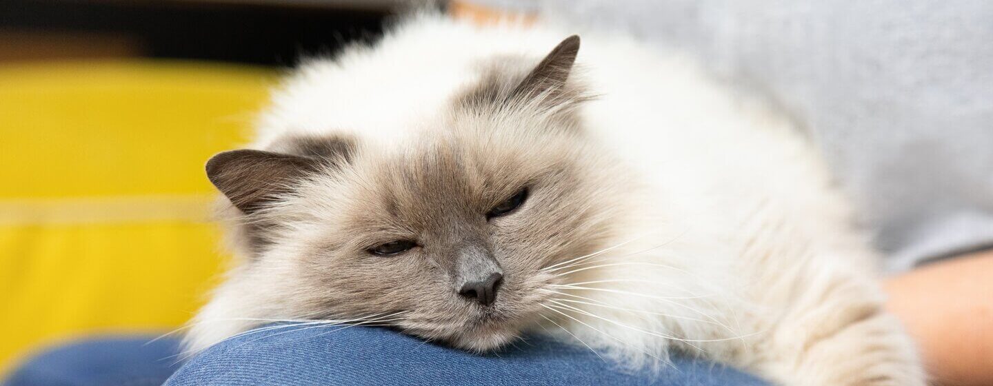 Chat endormi sur le genou du propriétaire