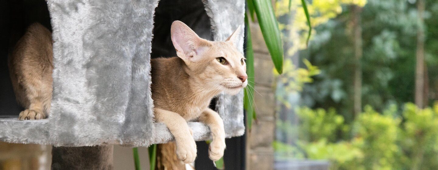 Chat à fourrure légère assis dans un panier de chat gris.