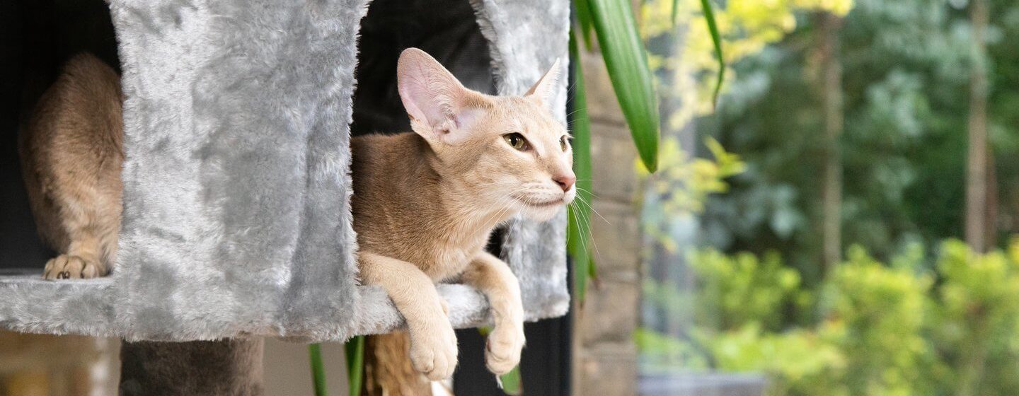 Cage d'intérieur pour chien Tabby L